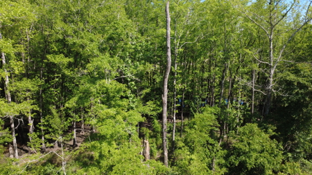 8.28 Acre Homesite in Geneva County, Alabama. - image 18