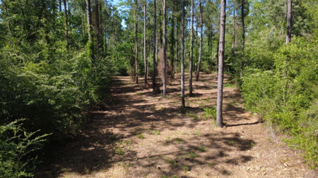 8.28 Acre Homesite in Geneva County, Alabama. - image 6