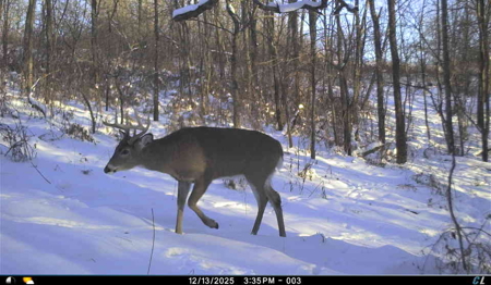 SW Wisconsin Country Home, 30.53 Wooded Acres (Driftless Region) - image 3