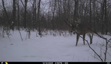 SW Wisconsin Country Home, 30.53 Wooded Acres (Driftless Region) - image 4
