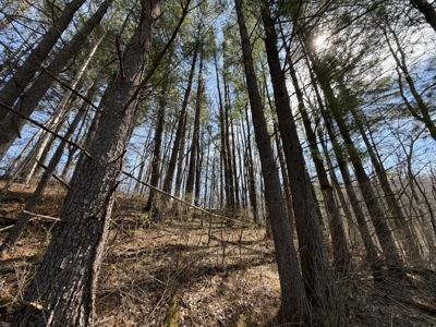 SW Wisconsin Country Home, 30.53 Wooded Acres (Driftless Region) - image 49