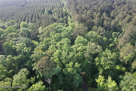 46 Acres in St. Helena Parish, LA Hunting Property for Sale - image 11