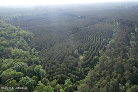 46 Acres in St. Helena Parish, LA Hunting Property for Sale - image 5