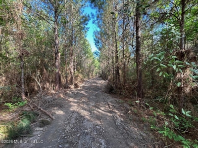 46 Acres in St. Helena Parish, LA Hunting Property for Sale - image 29