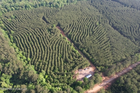 46 Acres in St. Helena Parish, LA Hunting Property for Sale - image 3