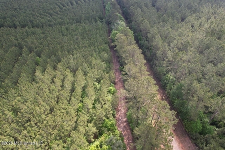 46 Acres in St. Helena Parish, LA Hunting Property for Sale - image 13