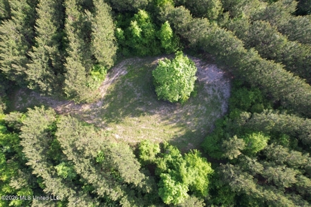 46 Acres in St. Helena Parish, LA Hunting Property for Sale - image 1