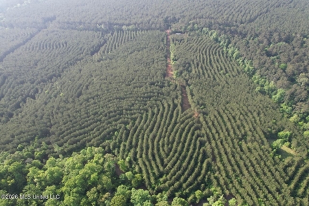 46 Acres in St. Helena Parish, LA Hunting Property for Sale - image 7