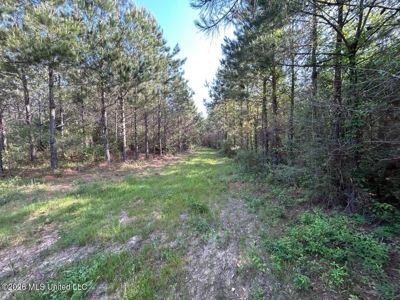 46 Acres in St. Helena Parish, LA Hunting Property for Sale - image 27