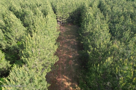 46 Acres in St. Helena Parish, LA Hunting Property for Sale - image 8