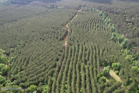 46 Acres in St. Helena Parish, LA Hunting Property for Sale - image 17