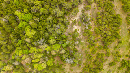80 Acres Vacant Land in the Arkansas Ozarks | Fulton County - image 12