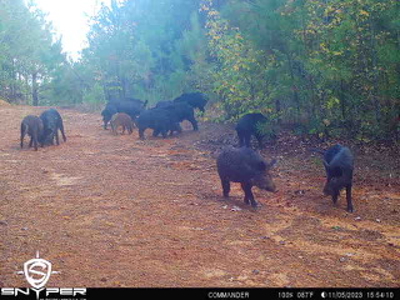 250 Acres Cass County Hunting Land | Shop & Living Quarters - image 3