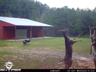 250 Acres Cass County Hunting Land | Shop & Living Quarters - image 1