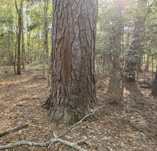 250 Acres Cass County Hunting Land | Shop & Living Quarters - image 11