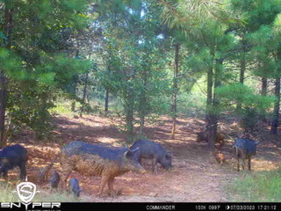 250 Acres Cass County Hunting Land | Shop & Living Quarters - image 4