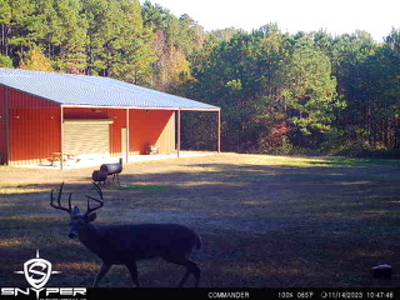 250 Acres Cass County Hunting Land | Shop & Living Quarters - image 2