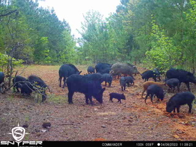250 Acres Cass County Hunting Land | Shop & Living Quarters - image 5