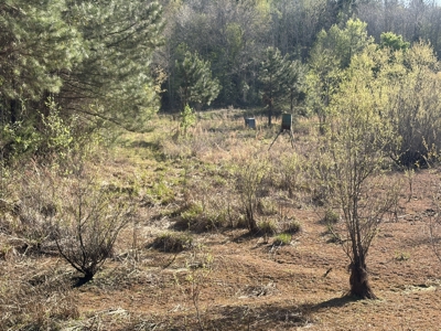 250 Acres Cass County Hunting Land | Shop & Living Quarters - image 10
