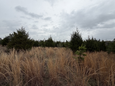 ±22.38 Acres with Views, Creek & Homesites Near Linden, Texas - image 4