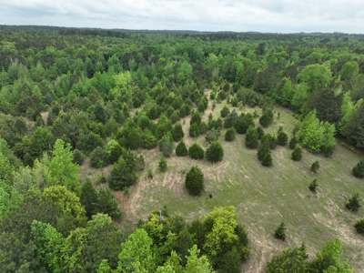 ±22.38 Acres with Views, Creek & Homesites Near Linden, Texas - image 9