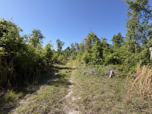 40 Ac - Diverse Habitat - Near Suwannee River - Big Bucks
