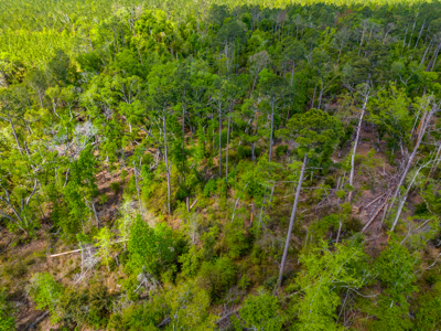 Premier 17.33-Acre Homesite & Investment Opportunity For Sale - image 9
