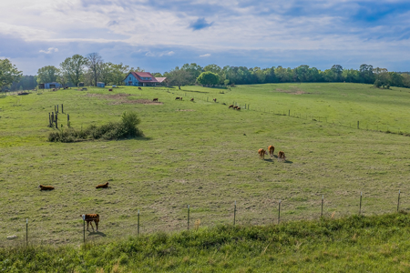 55‑Acre Texas Cattle Ranch with 5BR Custom Home - image 4