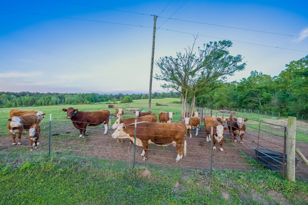 55‑Acre Texas Cattle Ranch with 5BR Custom Home - image 35