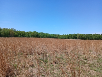158± Acre Multi-Use Ranch & Hunting Property Near Antlers, OK - image 12