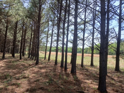 158± Acre Multi-Use Ranch & Hunting Property Near Antlers, OK - image 31