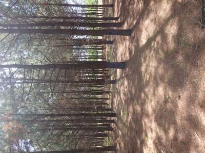 158± Acre Multi-Use Ranch & Hunting Property Near Antlers, OK - image 36