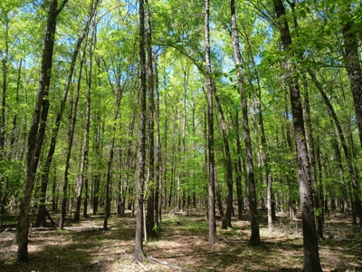 158± Acre Multi-Use Ranch & Hunting Property Near Antlers, OK - image 17