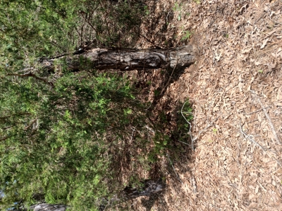 158± Acre Multi-Use Ranch & Hunting Property Near Antlers, OK - image 43
