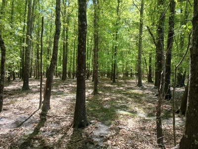 158± Acre Multi-Use Ranch & Hunting Property Near Antlers, OK - image 16