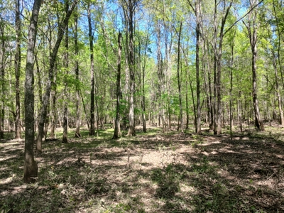 158± Acre Multi-Use Ranch & Hunting Property Near Antlers, OK - image 6