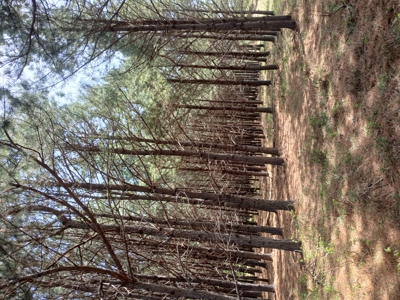 158± Acre Multi-Use Ranch & Hunting Property Near Antlers, OK - image 30