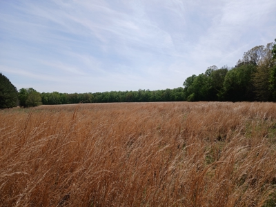 158± Acre Multi-Use Ranch & Hunting Property Near Antlers, OK - image 24
