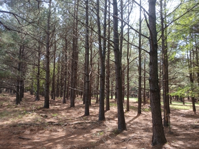 158± Acre Multi-Use Ranch & Hunting Property Near Antlers, OK - image 37