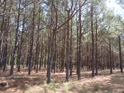 158± Acre Multi-Use Ranch & Hunting Property Near Antlers, OK - image 29