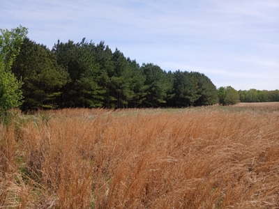 158± Acre Multi-Use Ranch & Hunting Property Near Antlers, OK - image 25