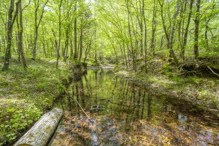Large Recreational Tract for Sale in Linden, TN - image 13