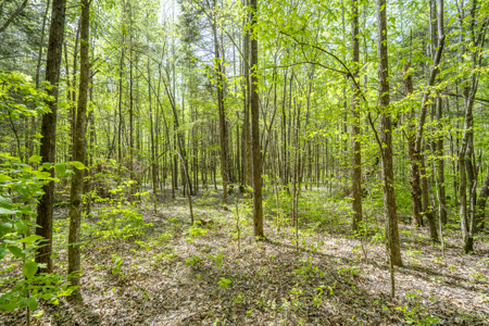 Large Recreational Tract for Sale in Linden, TN - image 19