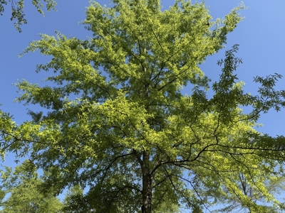 Private Country Home For Sale In Tn 35 Ac Shop Creek Fields - image 48