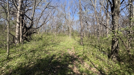Hunting, Row Crop & CRP near Eagleville, MO - image 25