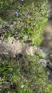 Hunting, Row Crop & CRP near Eagleville, MO - image 37