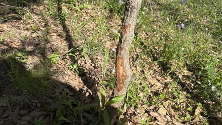 Hunting, Row Crop & CRP near Eagleville, MO - image 33