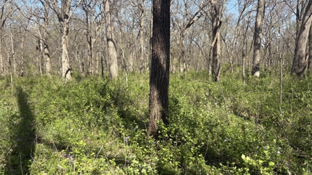 Hunting, Row Crop & CRP near Eagleville, MO - image 31