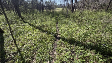 Hunting, Row Crop & CRP near Eagleville, MO - image 29