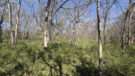 Hunting, Row Crop & CRP near Eagleville, MO - image 24
